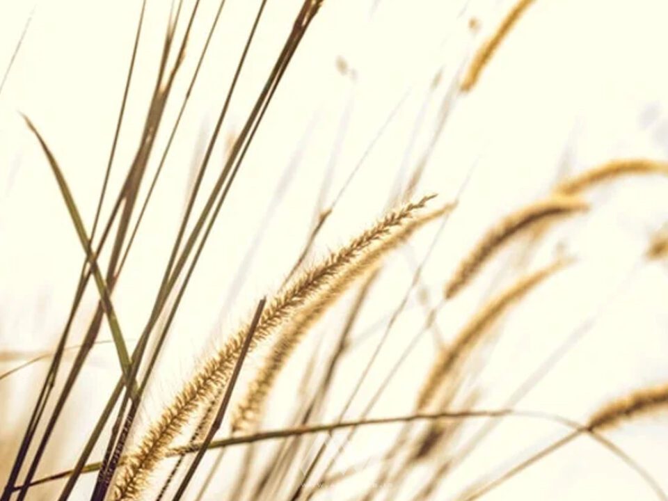 مصالح ساختمانی پایدار